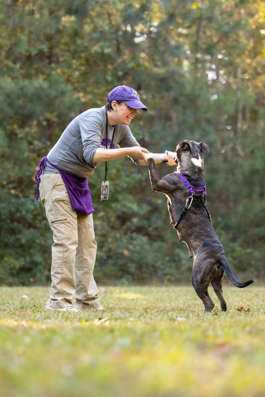 Person plays with a dog standing on its hind legs, holding its front paws during training outdoors.