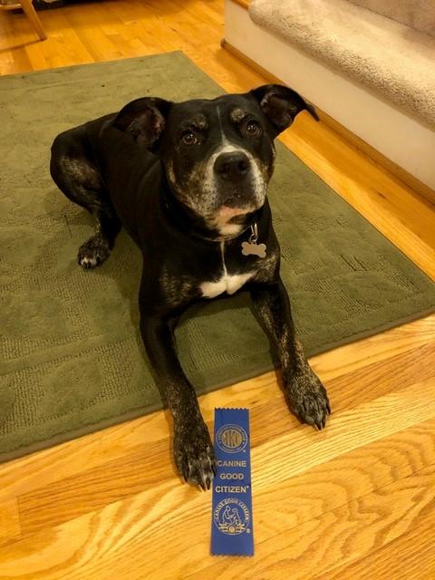 Black dog lying on a rug beside a blue “Canine Good Citizen” ribbon.