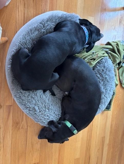 Two black dogs curled up together sleeping in a round gray dog bed on a wood floor.
