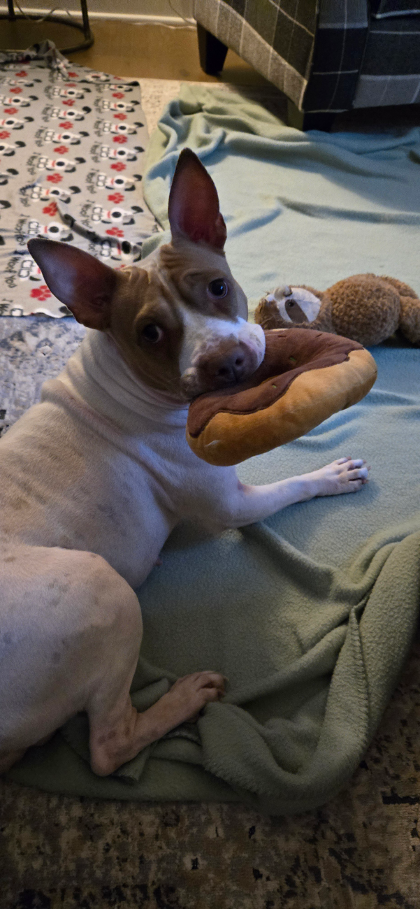 A foster dog holding a plush donut toy while resting on a blanket indoors.