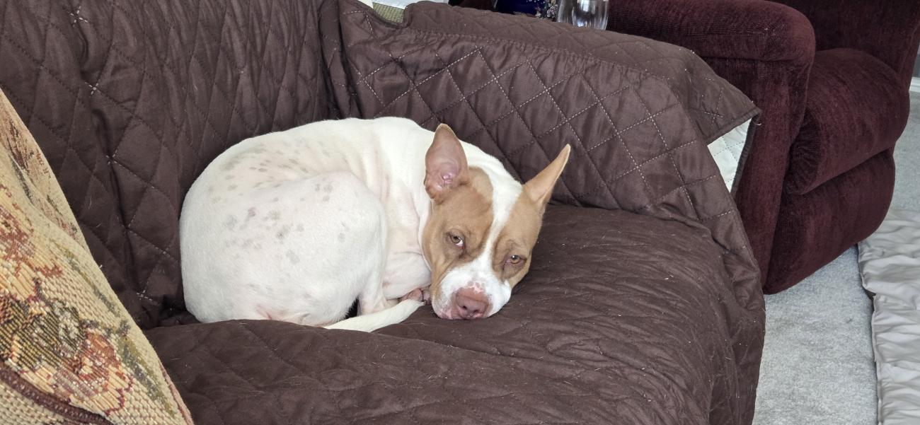 A foster dog curled up on a covered chair indoors.