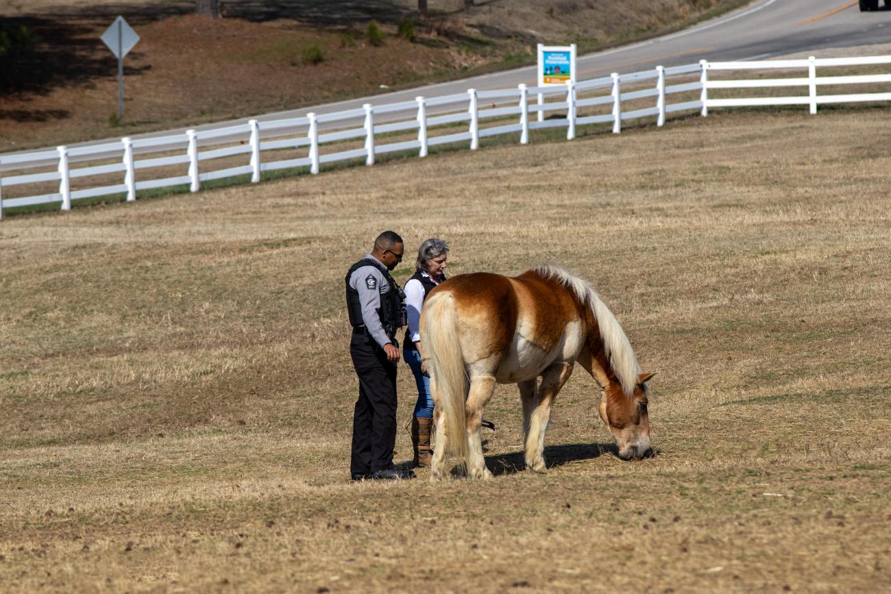 A WCSO deputy and woman are standing next to a horse who is eating the grass in a field. A white picket fence next to a road surrounds them.