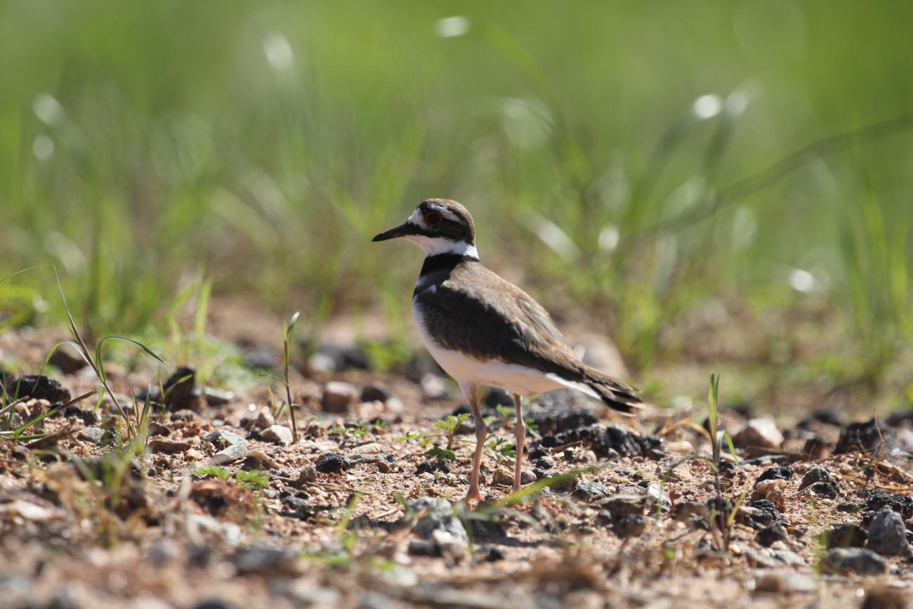 Killdeer in grass