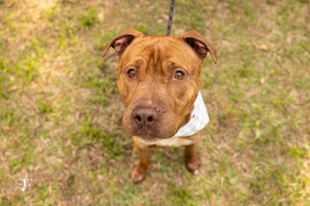 A dog on a leash, wearing a bandana, sits in a grassy area and looks up into the camera.