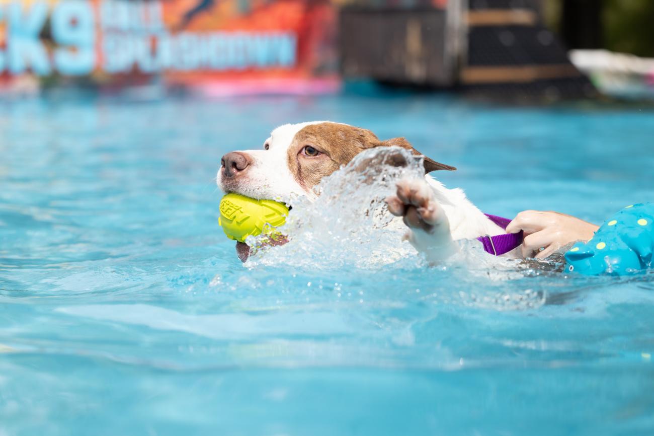 Dog swims in a pool holding a bright yellow ball while a person supports it nearby.