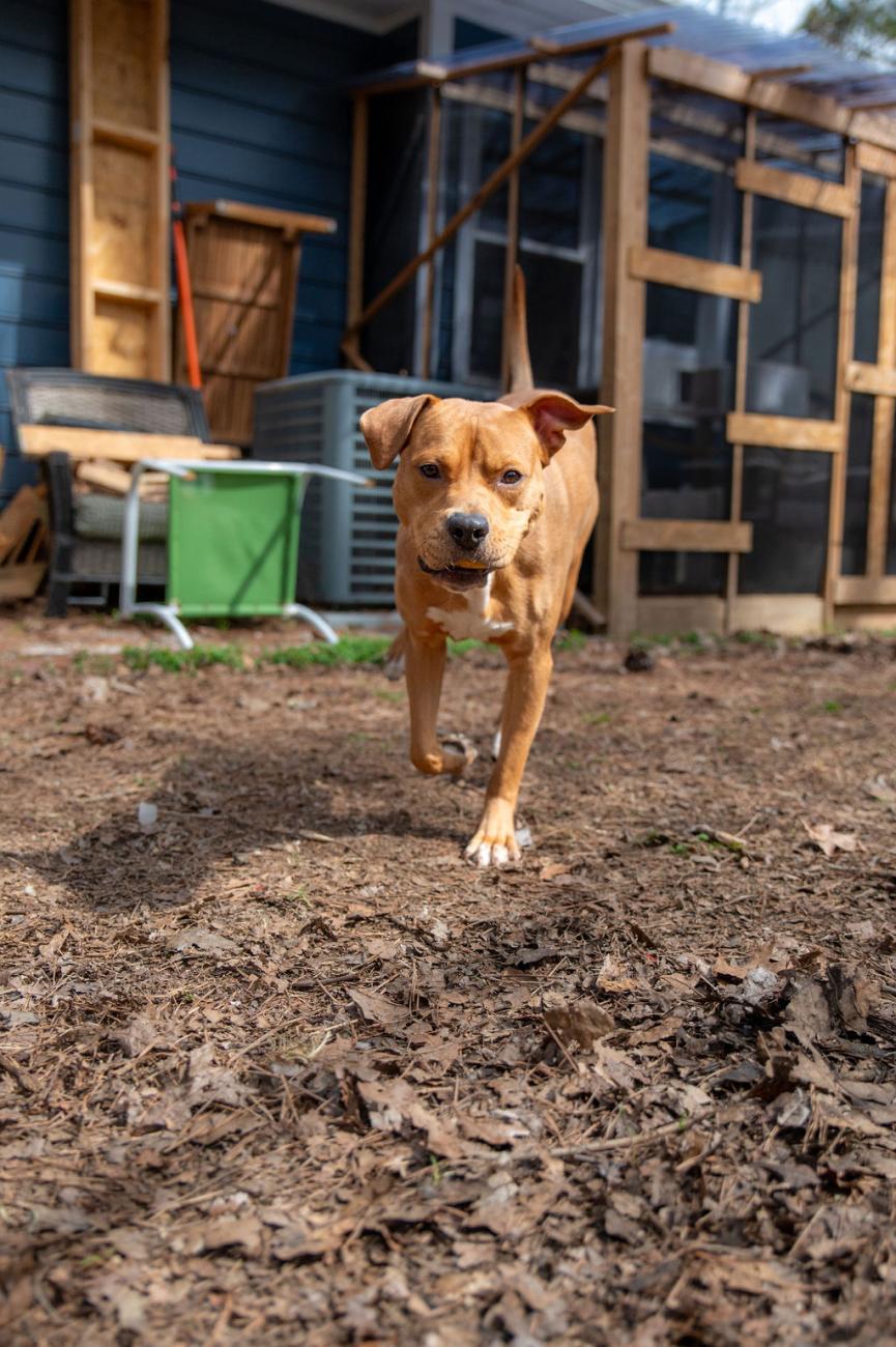 Dog running through the yard