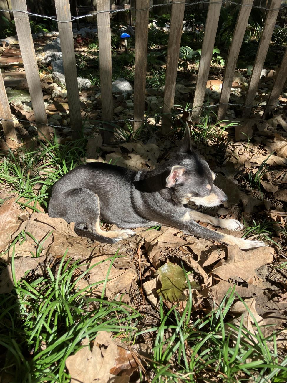 Small dog resting outside