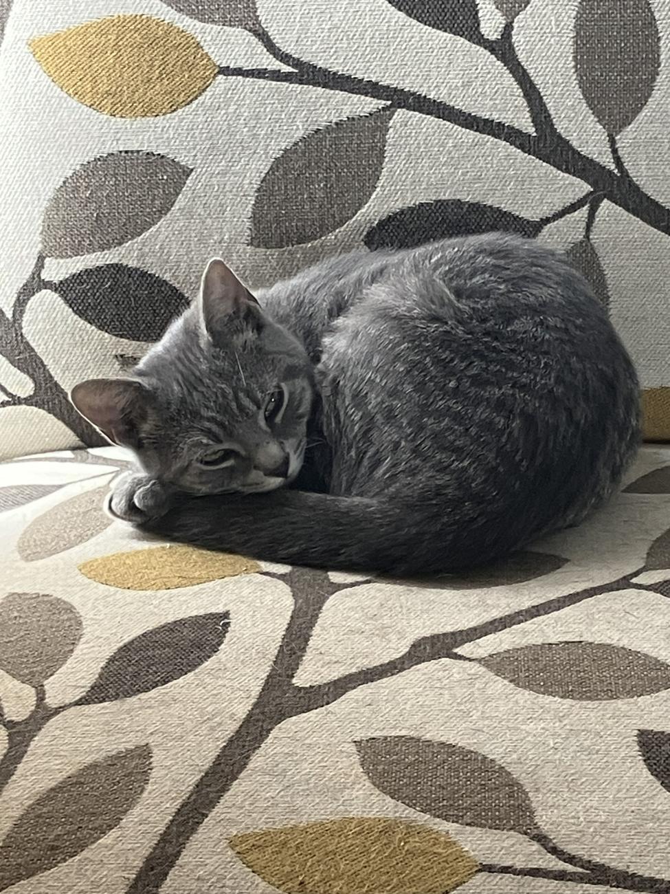 Gray cat curled up on a chair