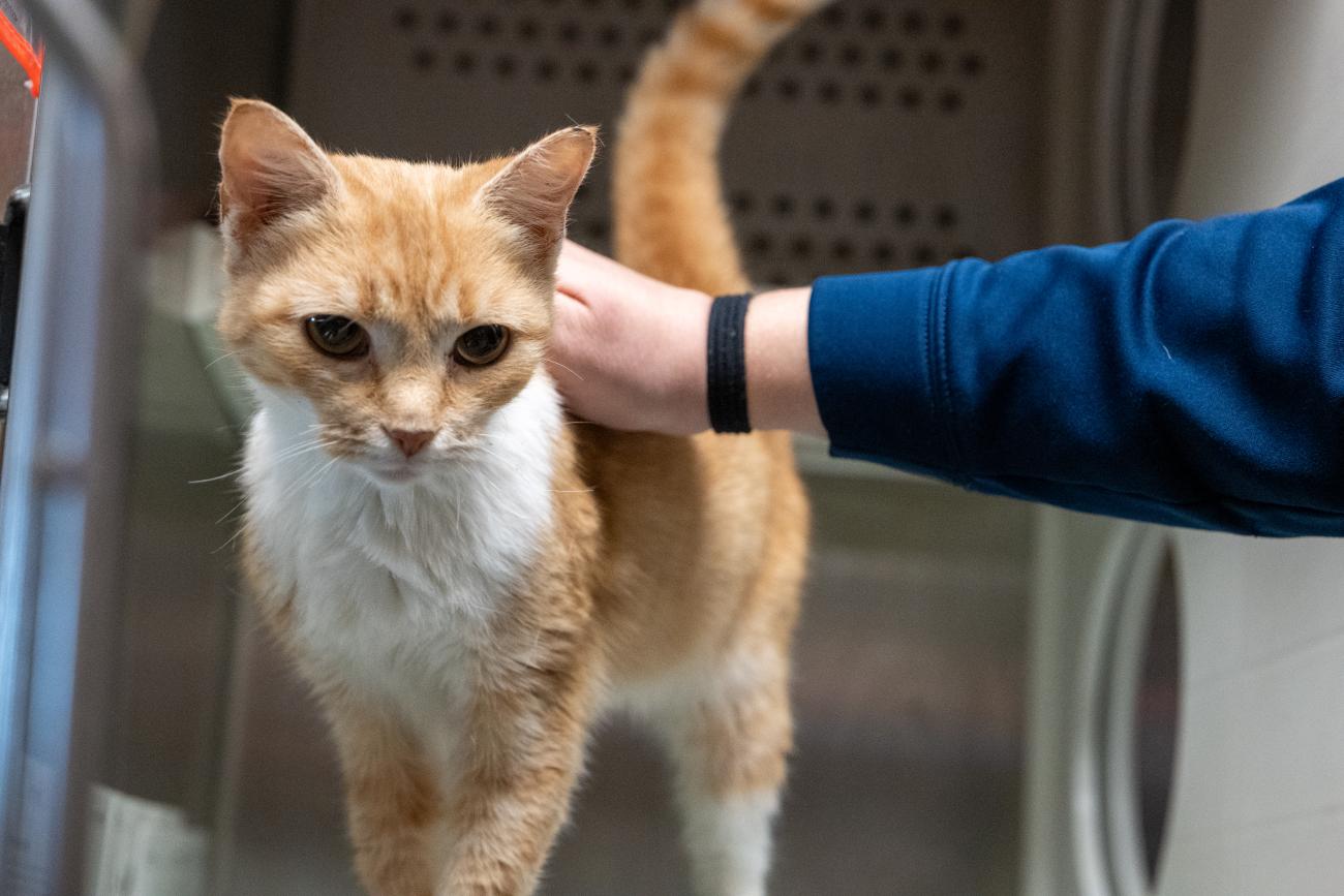 Orange-and-white cat being gently held by a person inside an animal shelter kennel.