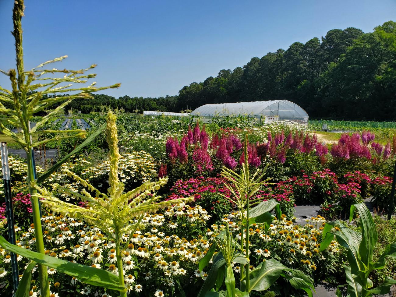 Colorful flower beds and crops surround a greenhouse on a sunny day, with rows of blooming flowers and a tree line in the background.