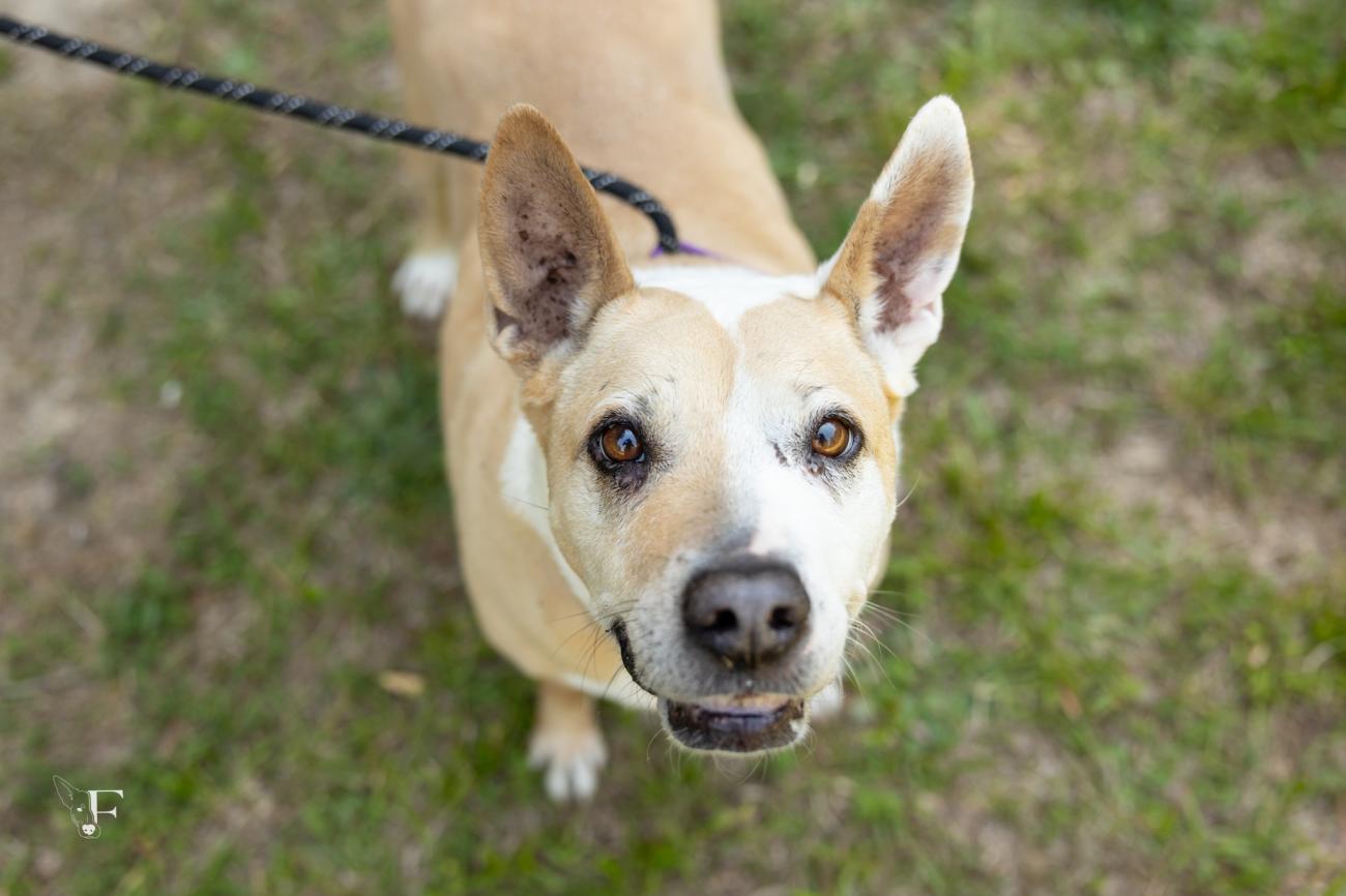 Friendly tan-and-white dog with large upright ears looks up at the camera while standing on grass.