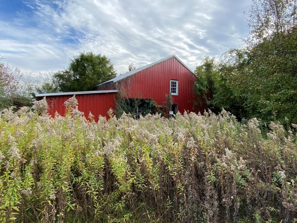 A red barn stands behind tall wild grasses and shrubs beneath a cloudy sky.