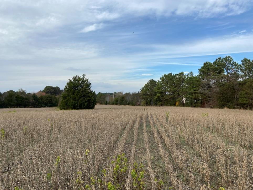 Rows of harvested crops stretch across an open field bordered by trees under a partly cloudy sky.
