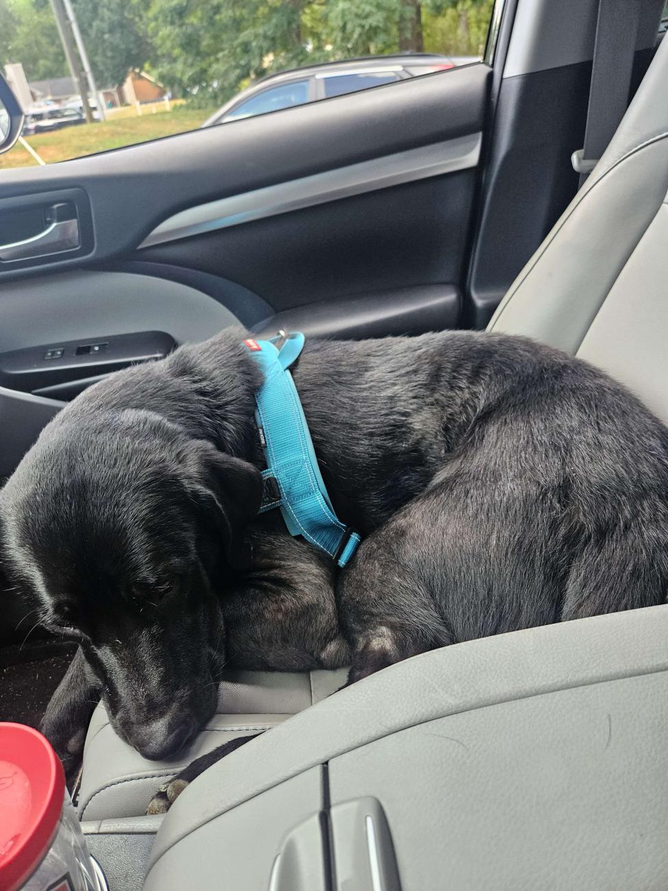 Jimmy sleeps curled up on the passenger seat of a car.