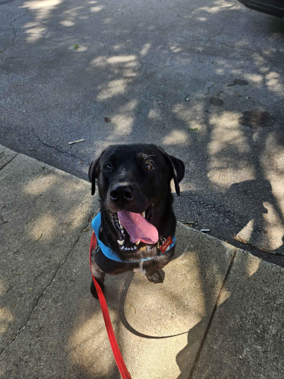 Jimmy sits on a sidewalk during a walk with his tongue out.