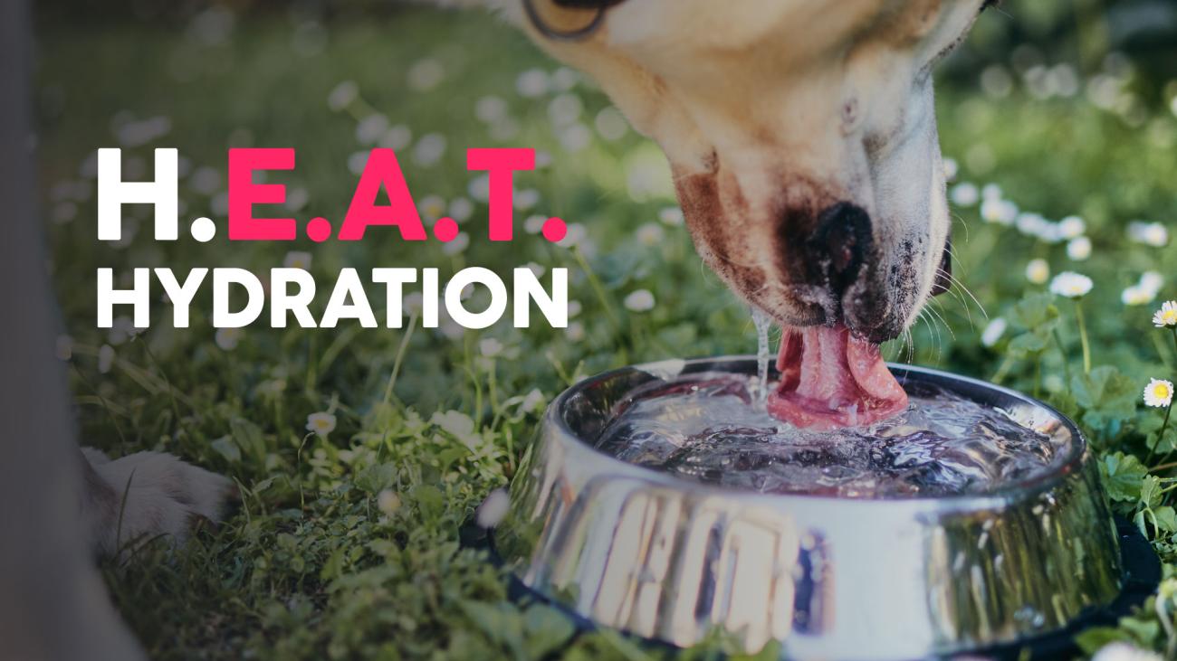 Dog drinking water from a metal bowl outdoors, illustrating the importance of keeping pets hydrated during hot weather.