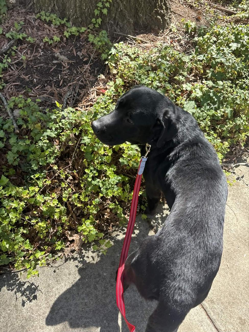 Jimmy pauses beside plants during a walk.
