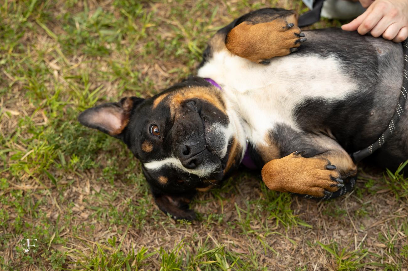 Black, tan, and white dog lies on its back in the grass, looking at the camera while enjoying a belly rub.