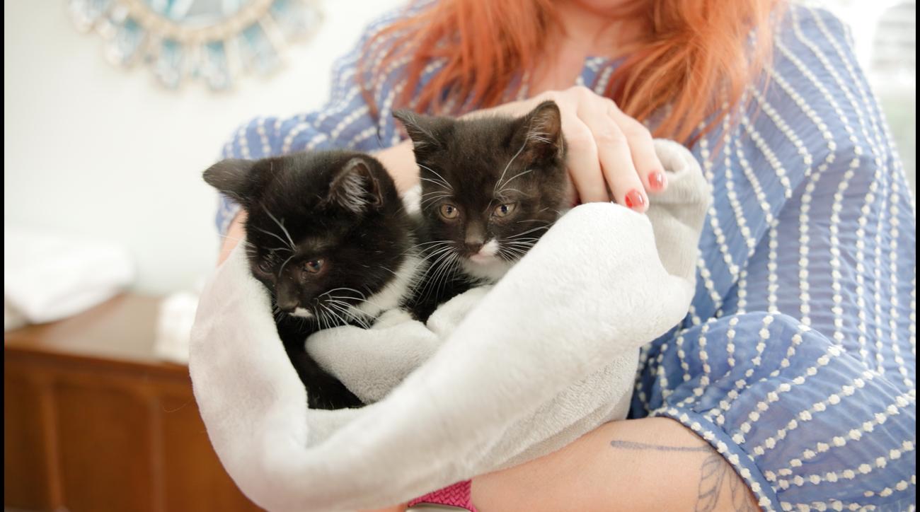 Two foster kittens wrapped in a soft blanket