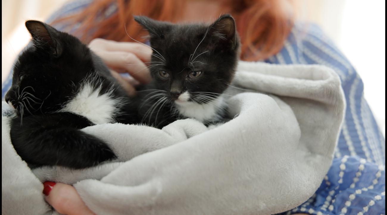 Two foster kittens resting together in a blanket