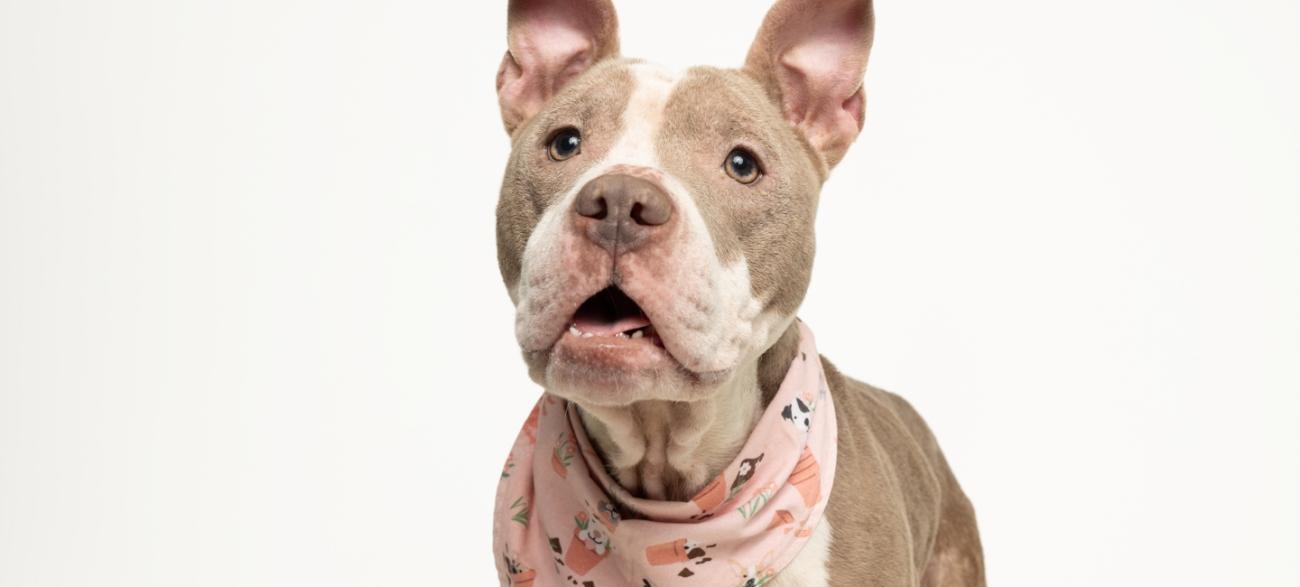 A dog looking at the camera wearing a handkerchief around it's neck