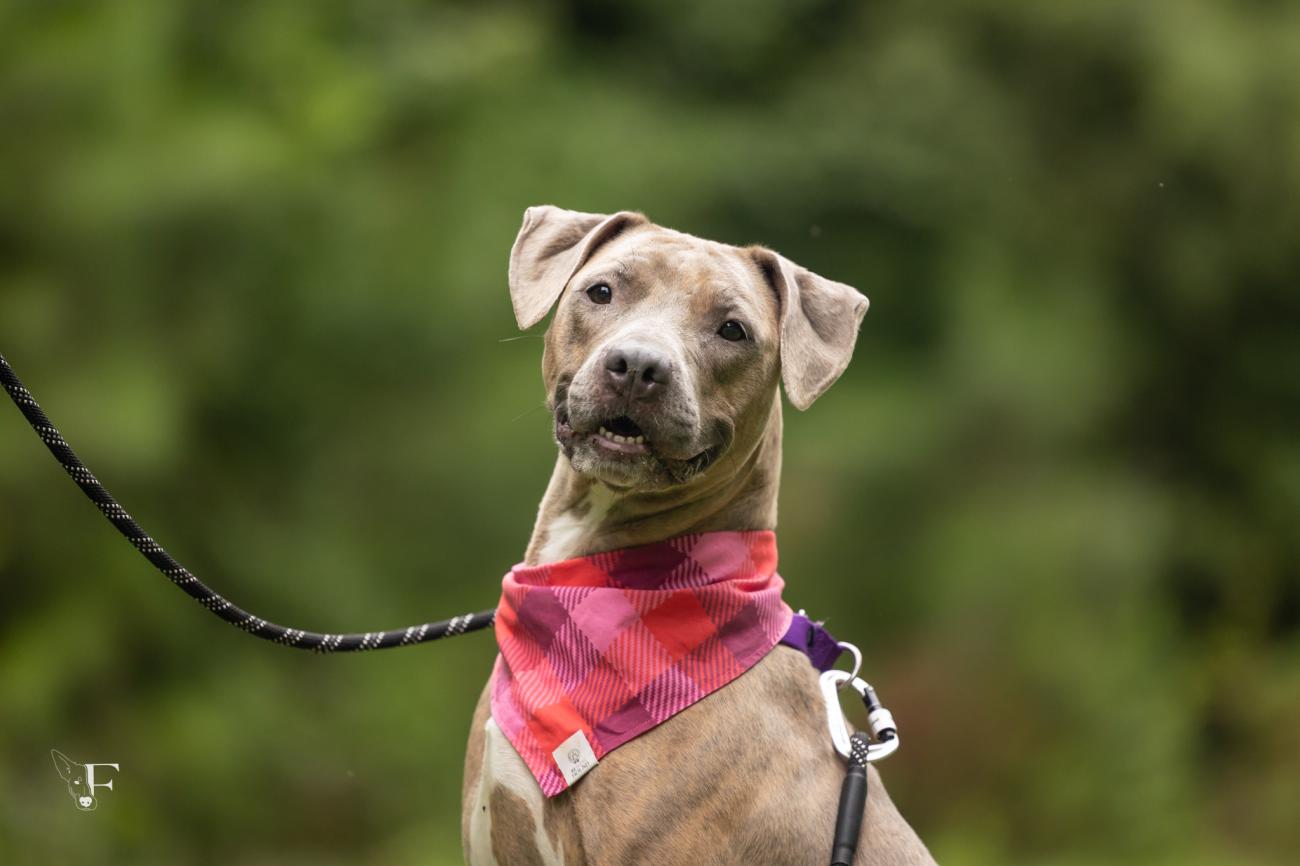 Gray dog wearing a red plaid bandana on a leash
