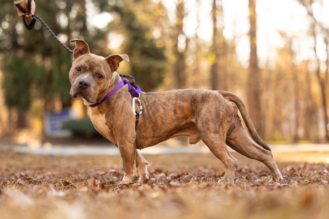 Dog standing in wooded area looks into camera.
