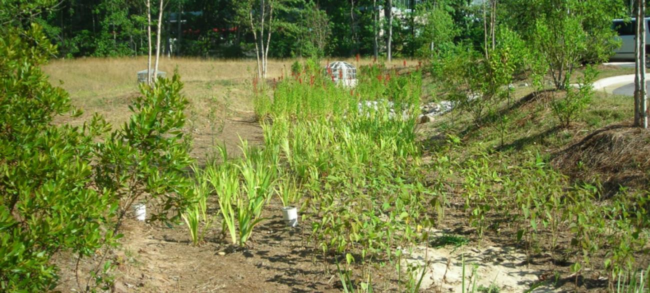 Bio Retention Area with grass and plants