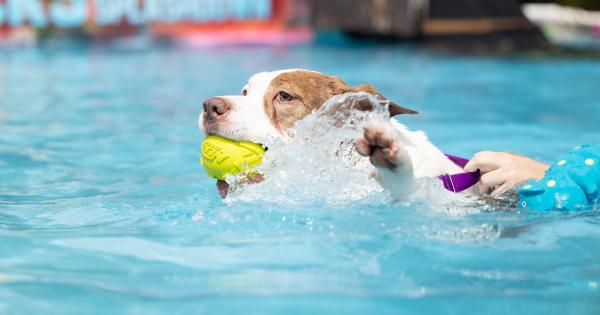 Splash into fun and find a furry friend! | Wake County Government