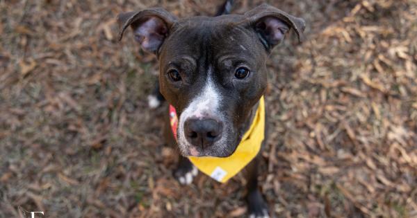 Wake County Animal Center calls for help as shelter reaches capacity