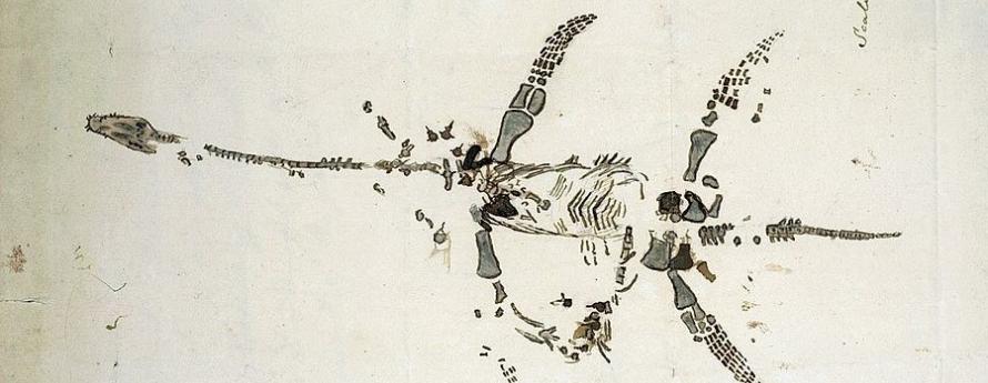 Lithograph prehistoric sea creature