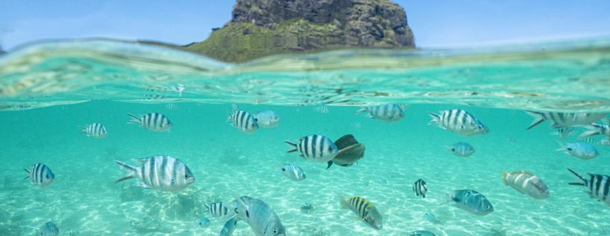 Ocean