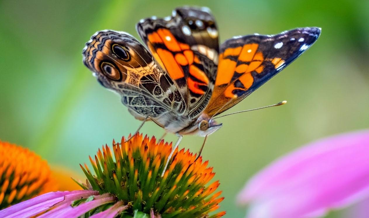 orange, black and white butterfly sits on top of a purple coneflower