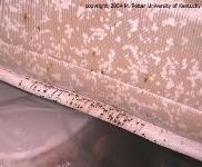 Mattress covered in bedbugs