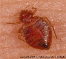 Zoomed in photo of a bedbug