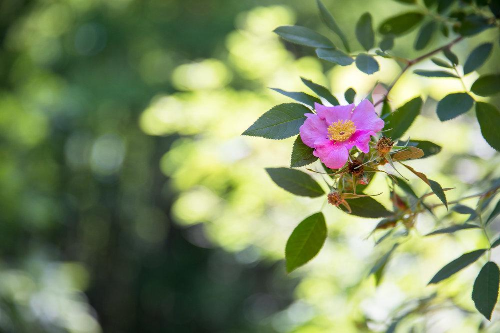 photo of flower on kayaking trail