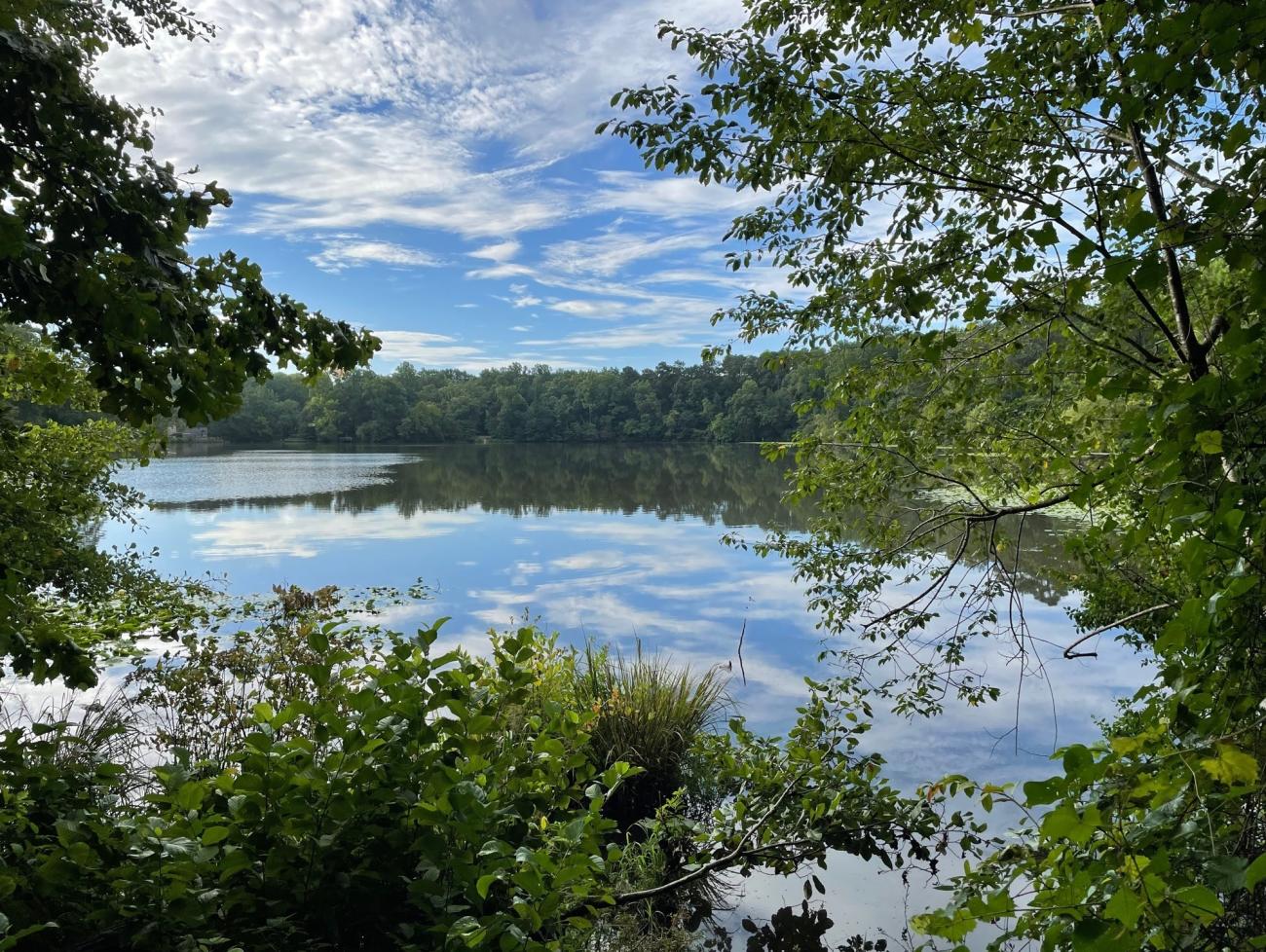 image of wetlands and pond