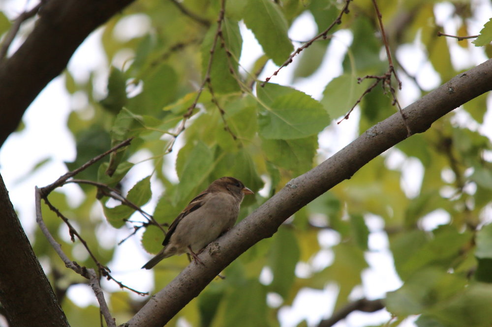 brownish bird
