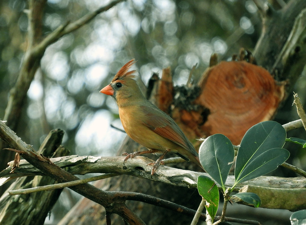 Green Cardinal ? Help Me Identify a North American Bird Whatbird Community