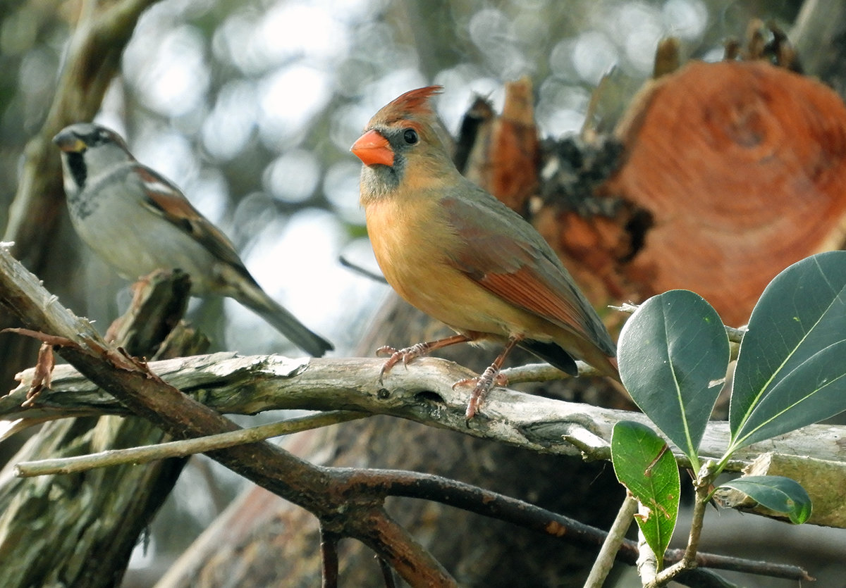 Green Cardinal ? Help Me Identify a North American Bird Whatbird