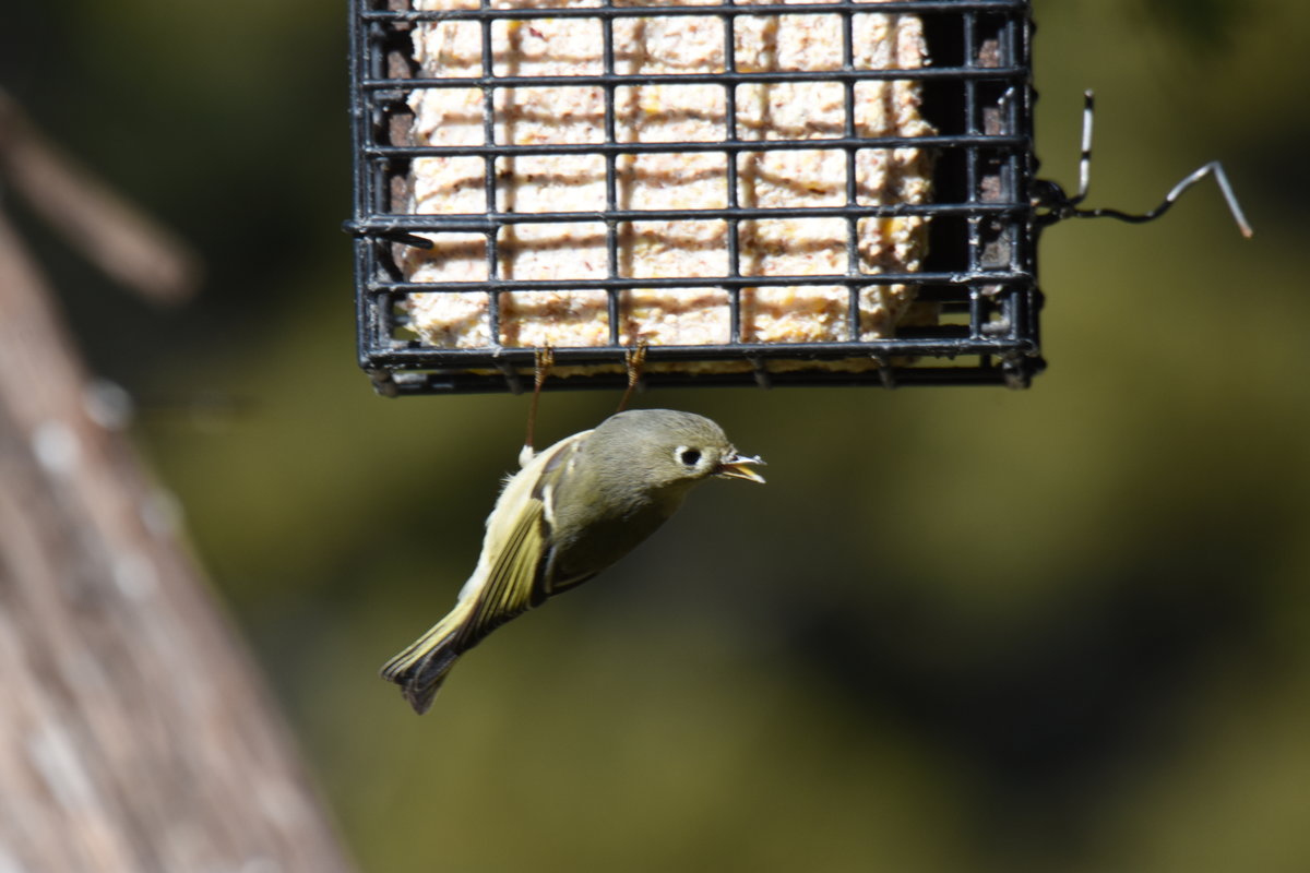 Bird Id Help Please Help Me Identify A North American Bird