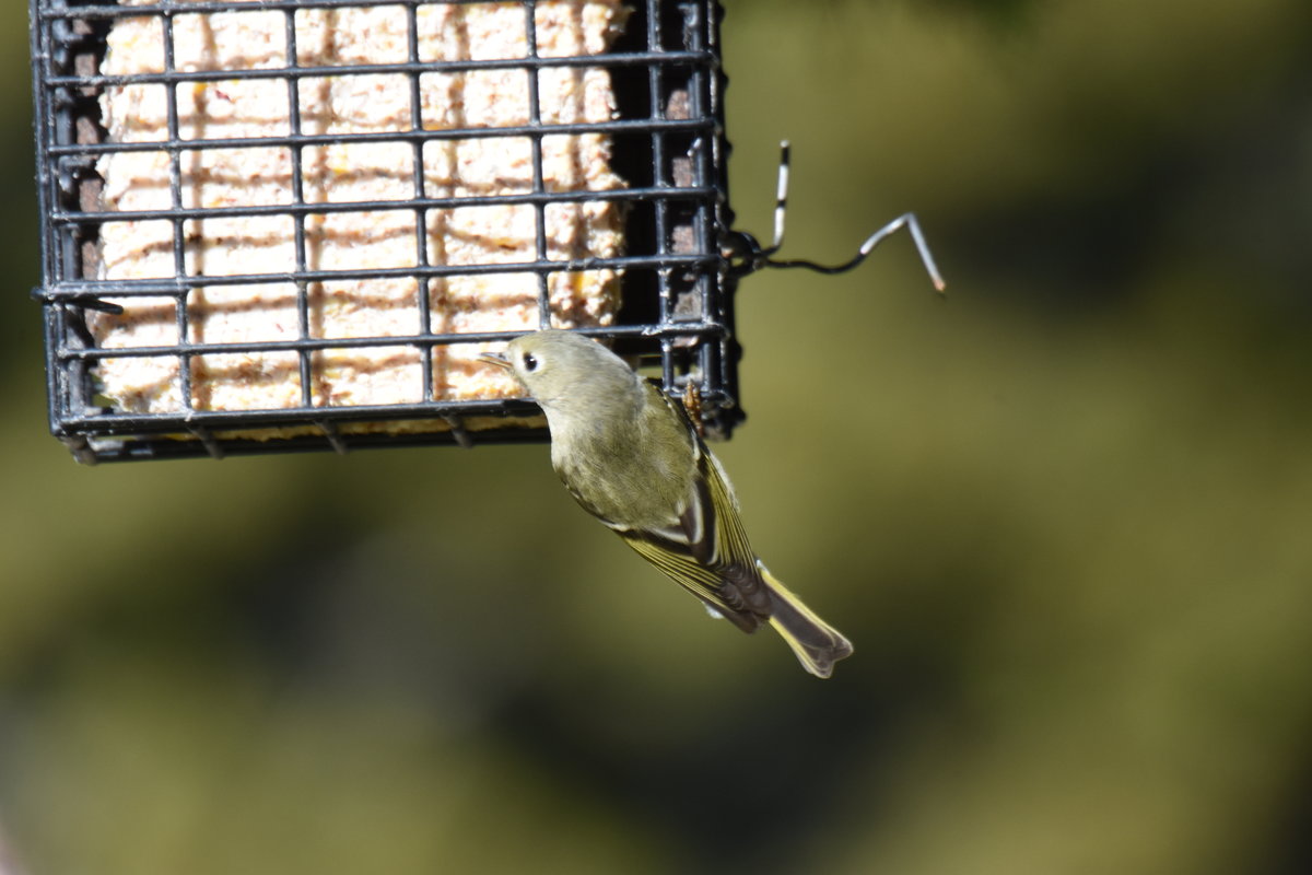 Bird Id Help Please Help Me Identify A North American Bird
