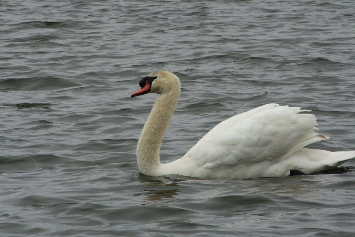 Mute Swan in East Texas? Help Me Identify a North American Bird Whatbird Community