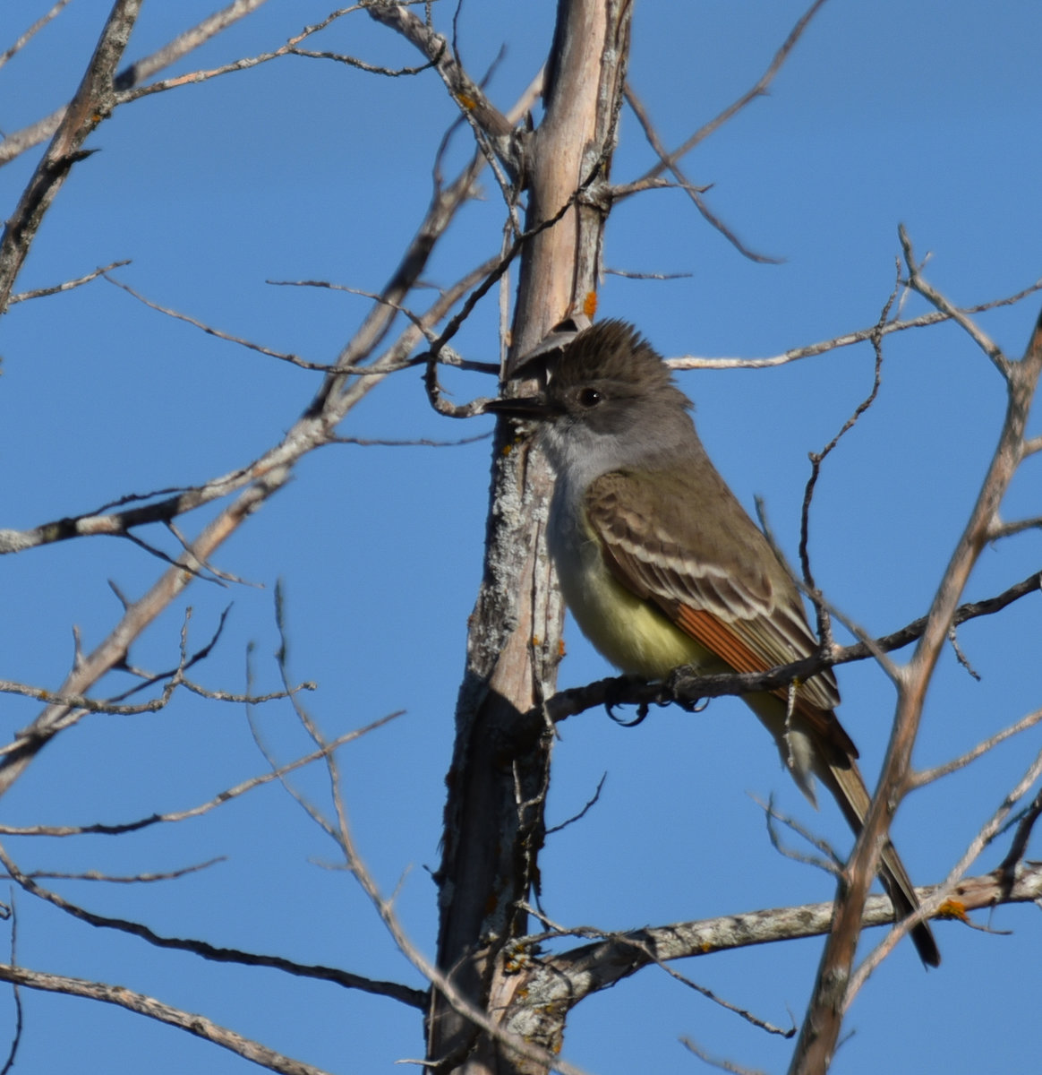 Great Crested or Ashthroated Flycatcher? Help Me Identify a North