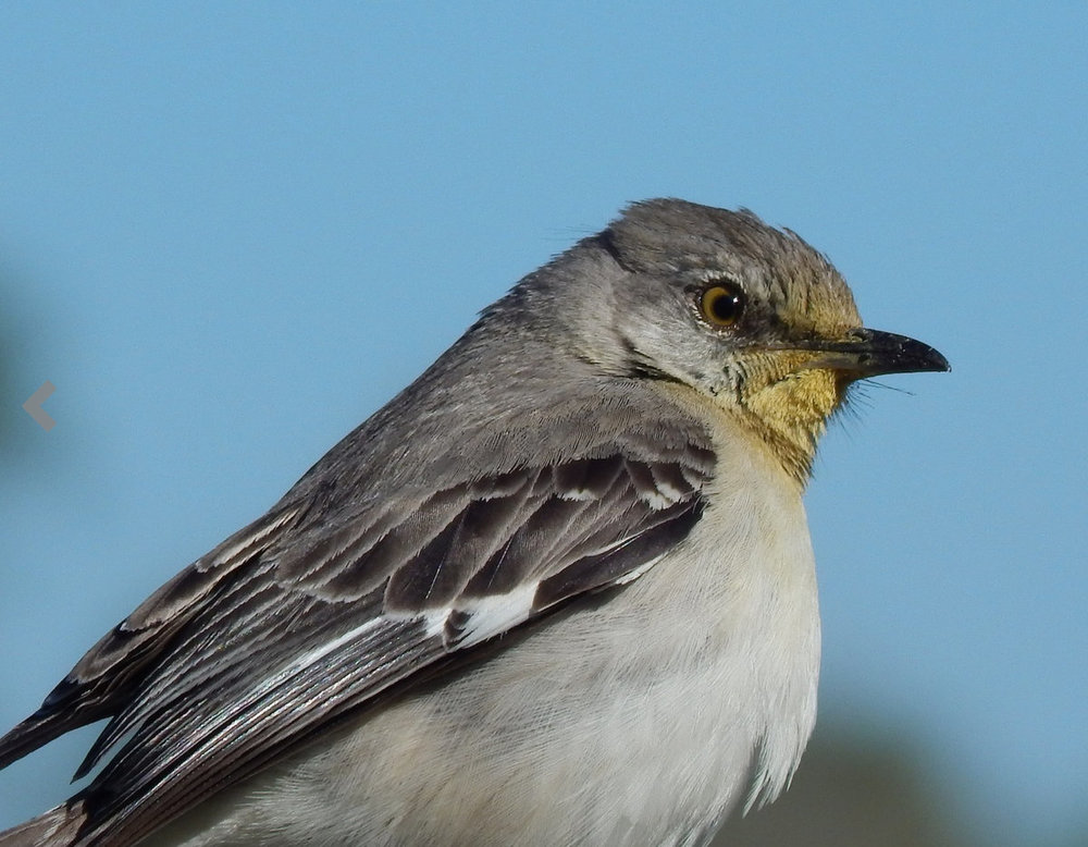 Yellowthroated Mockingbird Help Me Identify a North American Bird