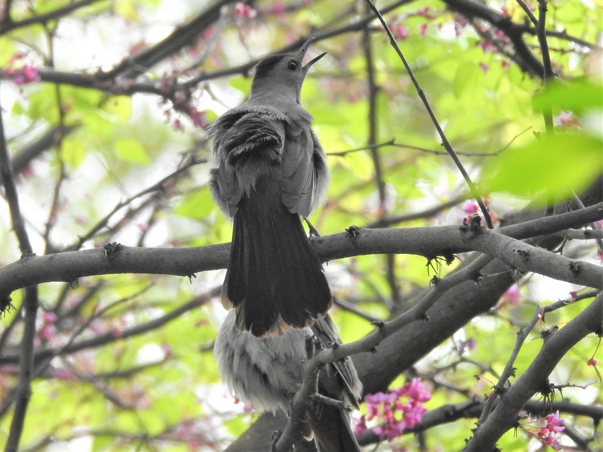 Grey bird with a dark grey/black cap Help Me Identify a North