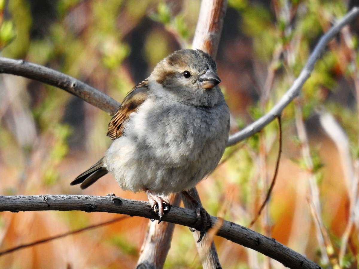 Sparrow like bird in Denver Help Me Identify a North American Bird