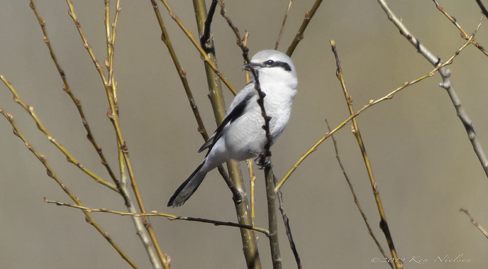 Small gray bird Portland, Oregon near Columbia River Today Help Me