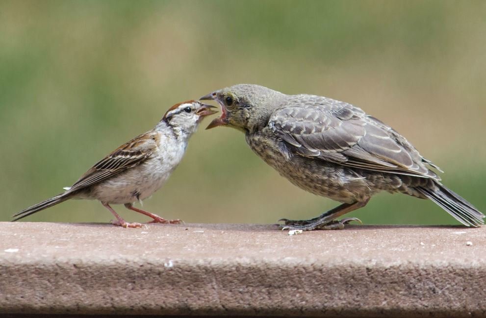 Белый воробей альбинос. Bird having. Cuckoo. Летние птицы черные. Синица альбинос.