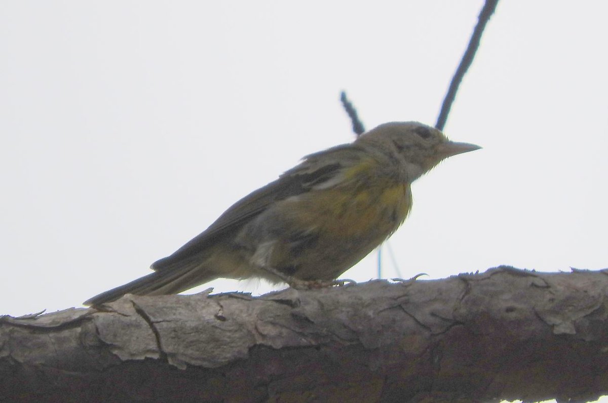 Pine? Help Me Identify a North American Bird Whatbird Community